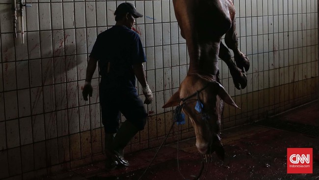 Sapi yang selesai disembelih di Rumah Pemotongan Hewan (RPH) Dharma Jaya, Penggilingan, Jakarta Timur, Senin, 12 September 2016. Total sapi yang terkumpul dari 5 wilayah DKi Jakarta 75 sapi dan akan dibagikan kepada mustahik yang tersebar di DKI Jakarta. CNN Indonesia/Safir Makki