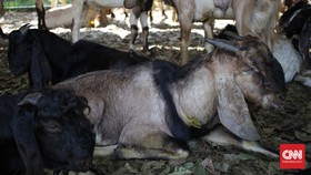 Dituduh Ubah Manusia Jadi Kambing, Pria Nigeria Dihajar Massa