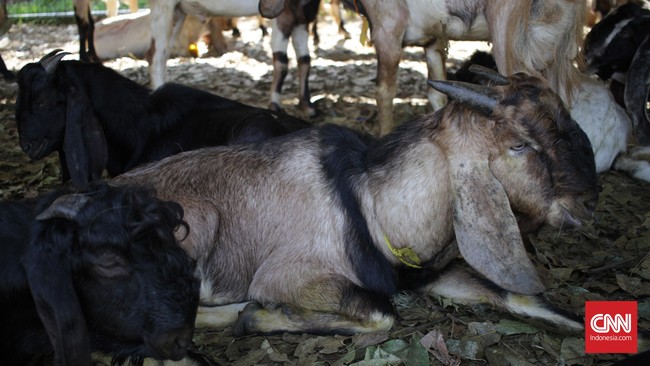 Polisi Nigeria menyelidiki aksi massa terhadap seorang pemuda yang diduga mengubah manusia menjadi kambing.