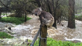 Dua Wilayah Australia Selatan Rawan Terkena Banjir