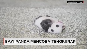 Ketika Binatang Menjadi Viral