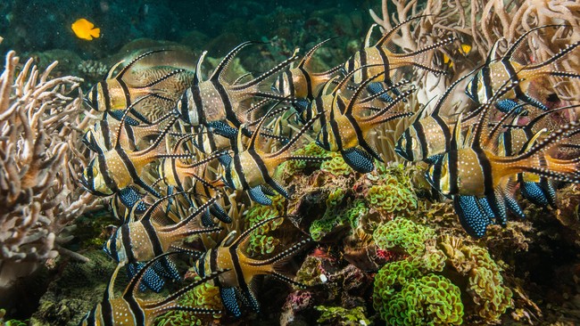 Makhluk yang cuma dapat dilihat dengan mikroskop itu diklaim memiliki peran penting dalam menyebarkan serbuk bunga di dasar laut.