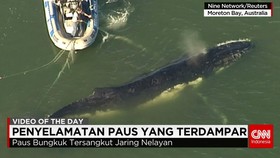 Penjaga Pantai Australia Selamatkan Paus Terdampar
