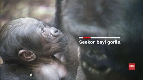 Kebun Binatang Frankfurt Kedatangan Bayi Gorila