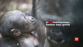 Kebun Binatang Frankfurt Kedatangan Bayi Gorila