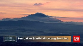 Tembau Srinthil di Lereng Sumbing