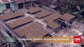 Tembakau Srinthil di Lereng Sumbing