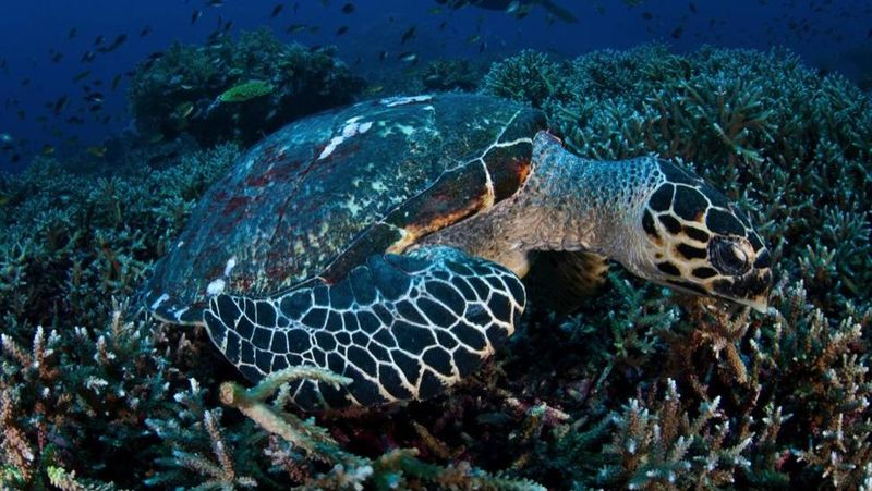Acara FamTrip (Familiarization Trip) Minat Khusus Diving Pasar Malaysia Singapura di Labuan Bajo.