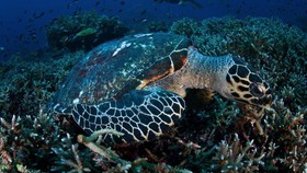 Warga Singapura-Malaysia Makin Pede Jual Paket Labuan Bajo