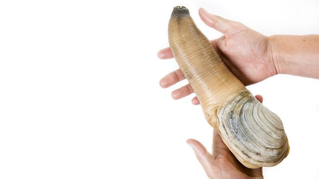 Pangeran William dan Kate Middleton mencicipi phallic clam (geoduck), kerang berbentuk unik namun lezat dan populer di Kanada.