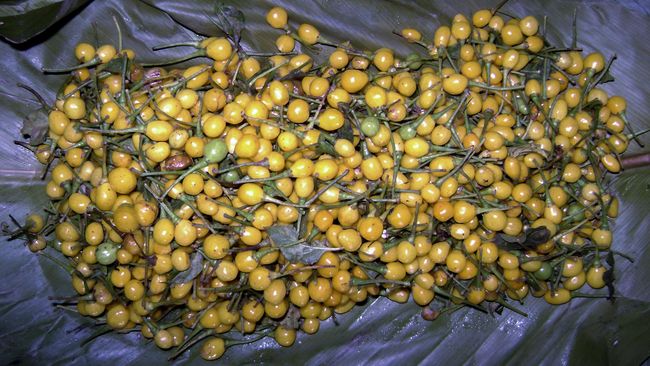 Cabai imut-imut Aji Charapita yang seukuran kacang polong ini dibanderol harga selangit, setara Rp323 juta per kilogram.