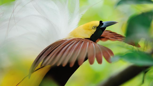 WWF juga mengkampanyekan larangan penggunaan bulu burung cenderawasih asli sebagai aksesoris dan cinderamata bagi wisatawan yang berkunjung ke Papua.