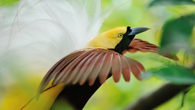 Mengapa Cenderawasih Diberi Nama Burung Tanpa Kaki