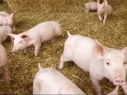 Anggaran Pengadaan Babi Rp 5 M Disoal DPR