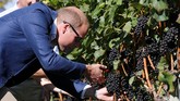Pangeran William memetik anggur dari kebun anggur saat mengunjungi pabrik wine Mission Hill di Kelowna, British Columbia, Kanada. Mission Hill telah mendapat label The Gold Standard of Wineries. Kebun anggur ini sangat luas dan memproduksi wine berkelas. (REUTERS/Chris Wattie)