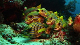 Dukung Dives Site Indonesia agar Jadi Langganan Juara Dunia