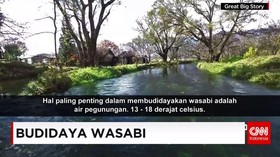 Budidaya Wasabi