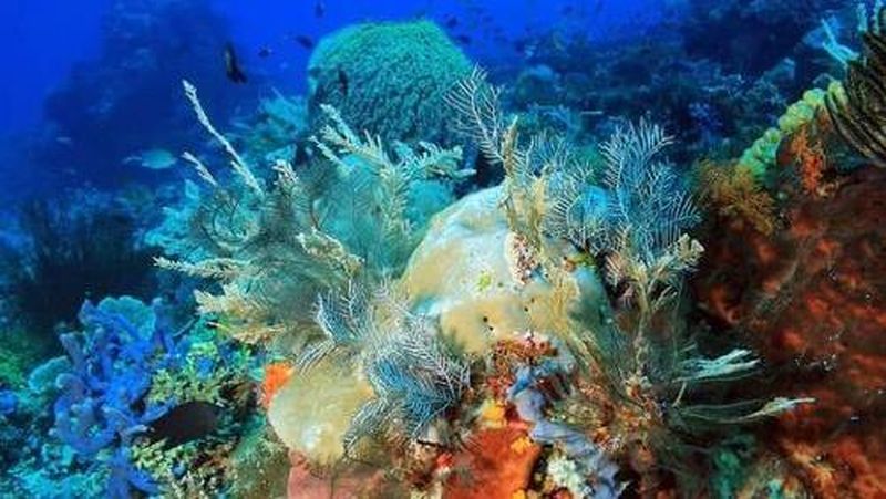 Saat ini, menyelam (diving) sedang menjadi tren dan hobi baru yang banyak digeluti oleh anak muda.