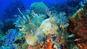 Rasakan Sensasi Menyelam di Situs Warisan Underwater UNESCO