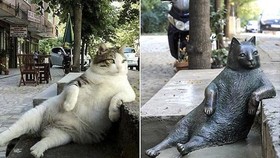 Pose Santai Kucing Tombili 'Abadi' di Trotoar Istanbul