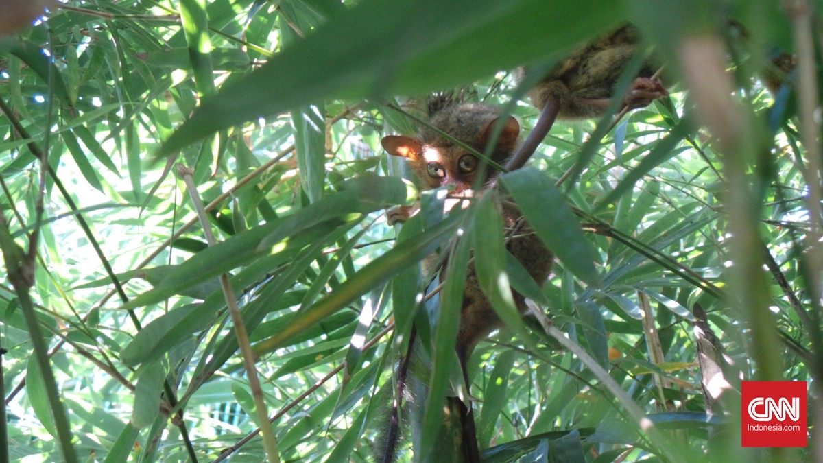 Tarsius, Primata Imut dari Celebes