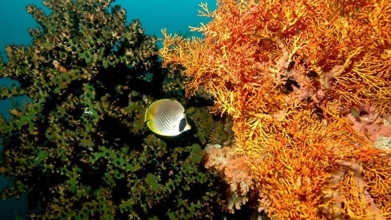 Pelabuhan Aertembaga, Bitung, Sulawesi Utara menjadi saksi kesuksesan Festival Pesona Selat Lembeh 2016 pada Sabtu (8/10/2016)