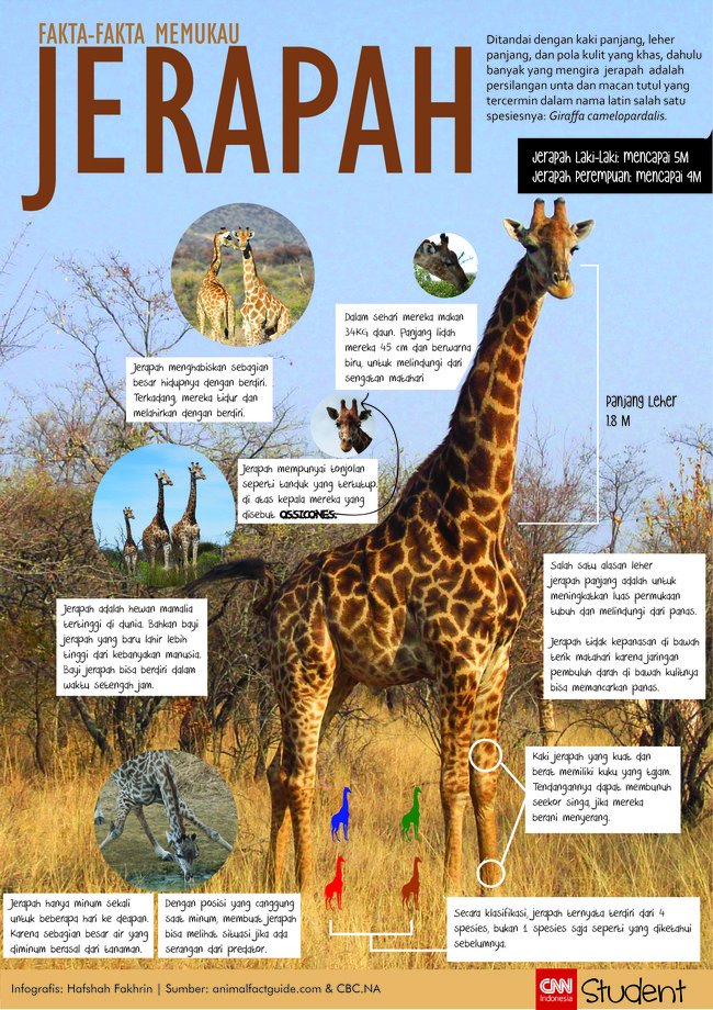 Jerapah tak sekadar binatang berleher panjang, ada sejumlah fakta-fakta memukau yang kamu wajib tahu.