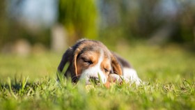 Waspada dengan Jilatan atau Liur Anjing