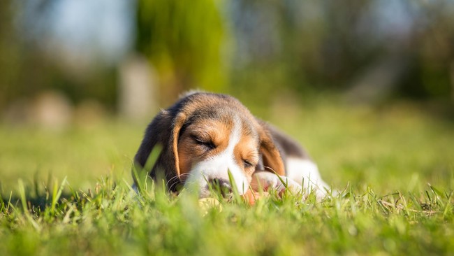 Apakah kamu punya anjing peliharaan? Seakrab apapun kalian, waspadalah soal liurnya ya. Apalagi kalau kamu terbiasa mencium atau diciumnya.