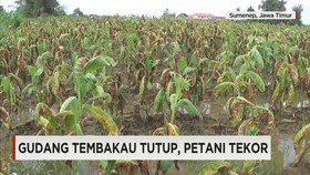 Ratusan Hektare Lahan Tembakau Rusak