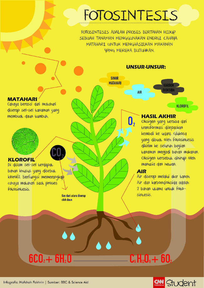 Fotosintesis adalah proses yang sangat penting bagi keberlanjutan hidup sebuah tanaman. Cari tahu lebih jauh mengenai fotosintesis di sini.