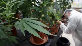 Pemerintah Turki Izinkan Tanam Ganja di 19 Provinsi