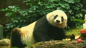 Panda Tertua Jia Jia Tak Lagi Menderita