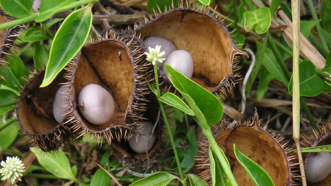 Kamu tahu tanaman kebiul? Ternyata biji buah tanaman ini bermanfaat untuk menghambat sel kanker lho. Penelitinya masih duduk di bangku SMA.