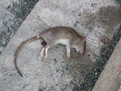 Tips Ampuh Hilangkan Bau Bangkai Tikus di Rumah