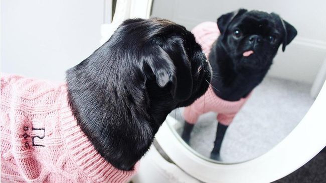 Koleksi River Island (RI) Dog sangat pas untuk menghangatkan si hewan berkaki empat sepanjang musim dingin.