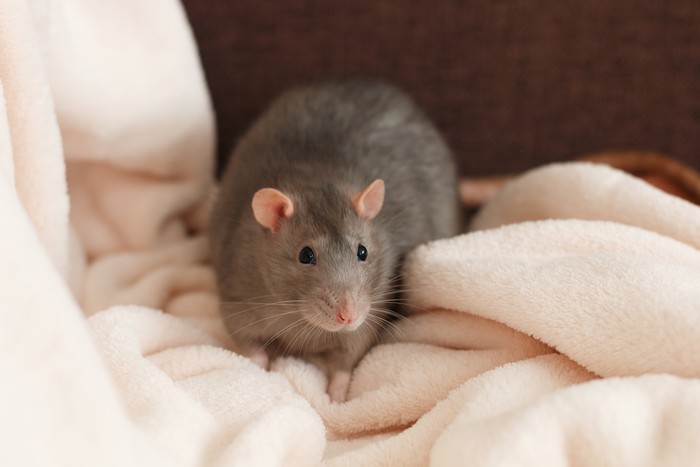 Ilustrasi tikus