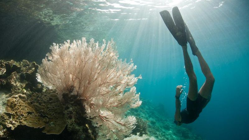 Keindahan alam bawah laut Indonesia memang tak perlu diragukan lagi.