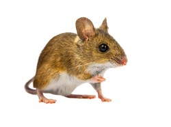 Jangan Sepele! Lakukan Ini usai Digigit Tikus
