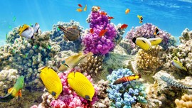 Bisa Ikan Blenny Jadi Temuan Baru Obat Penghilang Rasa Sakit