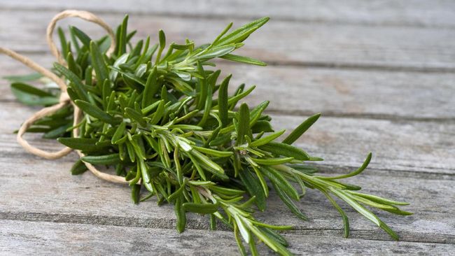 Rosemary, Daun Rempah 'Bumbu' Panjang Umur
