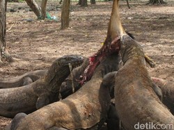 Apakah Benar Gigitan Komodo Sangat Mematikan Bagi Manusia?