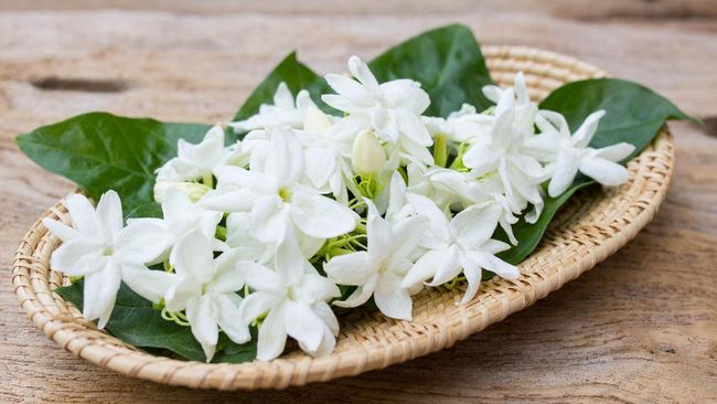 Saat berjalan sendiri di kegelapan, tiba-tiba tercium aroma melati yang semerbak. Bulu kuduk langsung berdiri. Tak heran, melati memang identik dengan mistis.