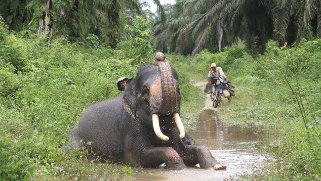 Waktu tempuh menuju Pusat Pelatihan Gajah di Taman Wisata Alam Seblat menghabiskan waktu 1 jam, padahal sebelumnya cukup 20 menit saja.