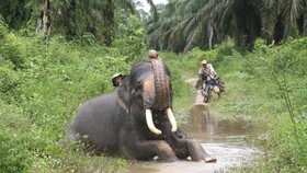 Diinjak Gajah Liar, Petani di Aceh Dirawat Intensif