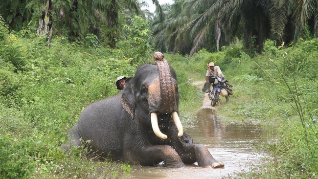 Sang petani sempat memohon ampun, sampai tiga kali, hingga sang gajah liar pergi meninggalkannya.