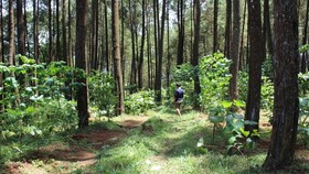 KLHK Ajukan Banding, Greenpeace Nilai Pemerintah Tak Komitmen