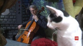 Musik yang Memanjakan Kuping Kucing