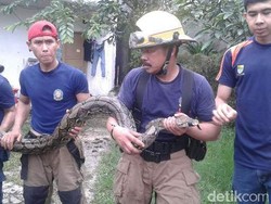 Cara Melapor ke Damkar Jika Temukan Ular di Wilayah Bandung Raya