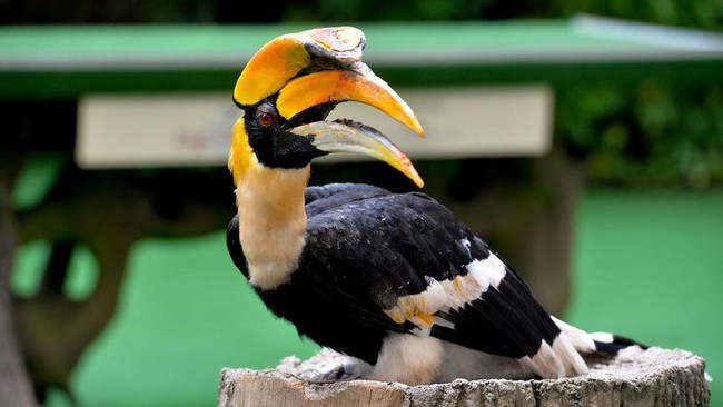 Sejak pertama kali dibuka pada 1971, Jurong Bird Park berkembang pesat dan kini punya koleksi 400 spesies burung. 